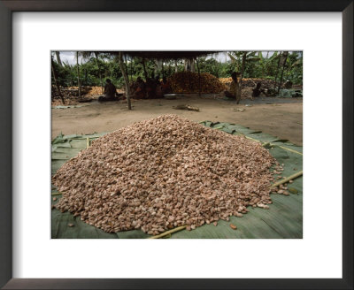 Large Pile Of Cacao Beans Already Cleaned Of Their Pulp by James L. Stanfield Pricing Limited Edition Print image