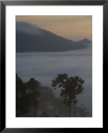 Mist-Shrouded Rainforest, Borneo by Mattias Klum Pricing Limited Edition Print image