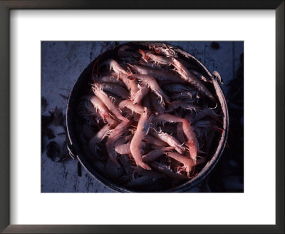 Shrimp In A Bucket On A Boat Off Key West, Florida by Ira Block Pricing Limited Edition Print image