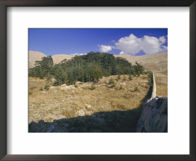 Last Remaining Cedar Forest Covering Only A Few Hectares, Cedar Forest, Lebanon, Middle East by Fred Friberg Pricing Limited Edition Print image