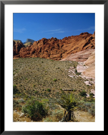 Red Rock Canyon, Spring Mountains, 15 Miles West Of Las Vegas In The Mojave Desert, Nevada, Usa by Fraser Hall Pricing Limited Edition Print image