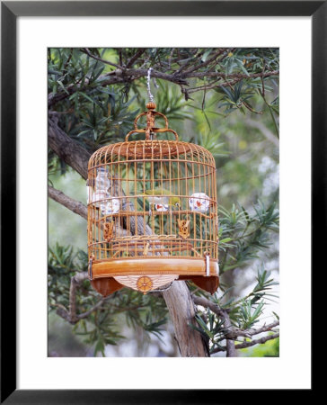 Caged Bird, Yuen Po Street Bird Garden, Mong Kok, Kowloon, Hong Kong, China, Asia by Amanda Hall Pricing Limited Edition Print image