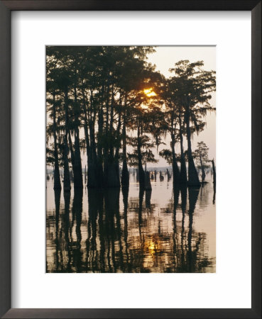 Atchafalaya Swamp, 'Cajun Country', Louisiana, Usa by Sylvain Grandadam Pricing Limited Edition Print image