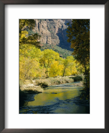 Golden Cottonwood Trees On Banks Of The Virgin River, Zion National Park, Utah, Usa by Ruth Tomlinson Pricing Limited Edition Print image