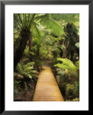 Boardwalk Through Rainforest, Maits Rest, Great Otway National Park, Victoria, Australia, Pacific by Jochen Schlenker Pricing Limited Edition Print image