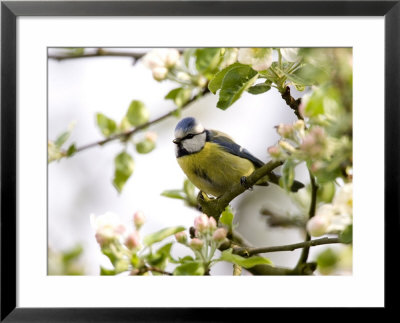 Blue Tit, (Parus Caeruleus), Bielefeld, Nordrhein Westfalen, Germany by Thorsten Milse Pricing Limited Edition Print image