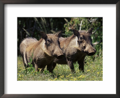 Warthogs (Phacochoerus Aethiopicus), Addo Elephant National Park, South Africa, Africa by James Hager Pricing Limited Edition Print image