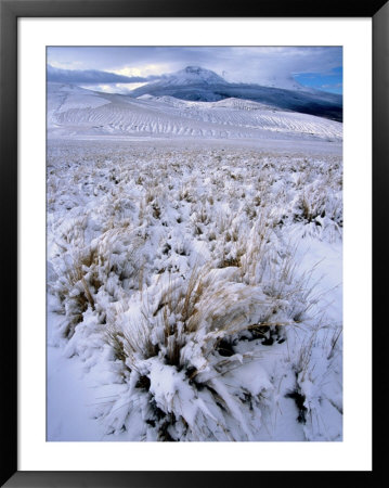Ichu Grass In Fresh Snow On Puna South Of Volcan Misti, El Misti, Arequipa, Peru by Grant Dixon Pricing Limited Edition Print image