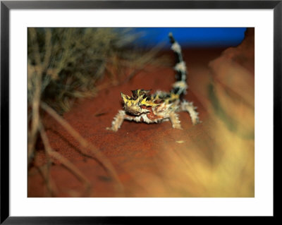 Thorny Devil, Australia by Chris Mellor Pricing Limited Edition Print image