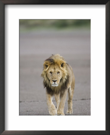 Lion (Panthera Leo) Walking Towards Camera, Serengeti National Park, Tanzania, East Africa, Africa by James Hager Pricing Limited Edition Print image