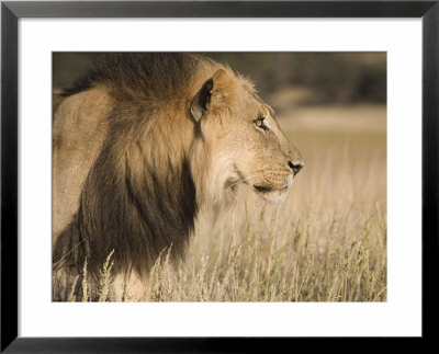 Lion (Panthera Leo), Kgalagadi Transfrontier Park, South Africa, Africa by Ann & Steve Toon Pricing Limited Edition Print image