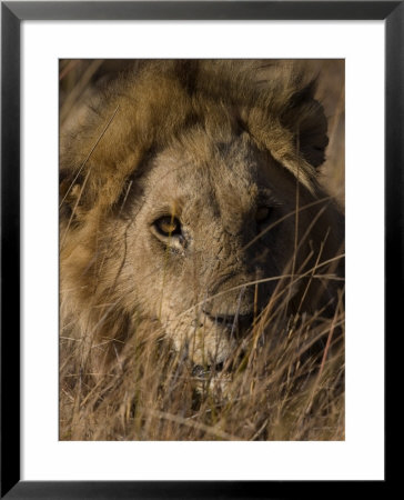 Lion, Panthera Leo, Moremi Wildlife Reserve, Botswana, Africa by Thorsten Milse Pricing Limited Edition Print image