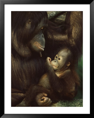 Orang Utan Mother And Baby, Pongo Pygamaeus, In Captivity, Singapore Zoo, Singapore by Ann & Steve Toon Pricing Limited Edition Print image