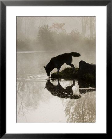 Gray Wolf (Canis Lupus) Drinking In The Fog, Reflected In The Water, In Captivity, Minnesota, Usa by James Hager Pricing Limited Edition Print image