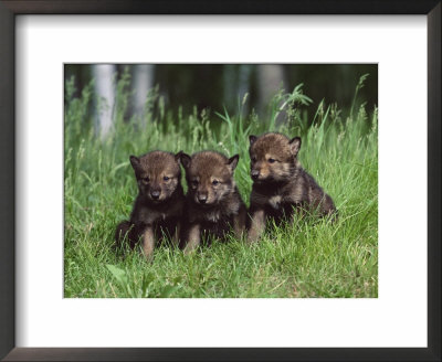 Gray Wolf Pups (Canis Lupus), 27 Days Old, In Captivity, Minnesota, Usa by James Hager Pricing Limited Edition Print image