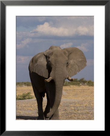 African Elephant, Loxodonta Africana, Savuti, Chobe National Park, Botswana, Africa by Thorsten Milse Pricing Limited Edition Print image