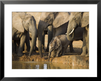Baby Elephant, Loxodonta Africana, Eastern Cape, South Africa by Ann & Steve Toon Pricing Limited Edition Print image