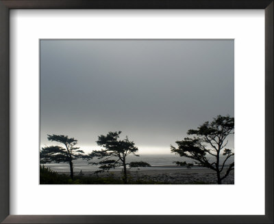 Wind Beaten Trees And Gray Weather At Kalaloch Beach, Olympic National Park, Washington State, Usa by Aaron Mccoy Pricing Limited Edition Print image