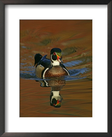 Abstract Of Wood Duck Drake Swimming In Autumn Color Reflections, Chagrin Reservation, Cleveland by Arthur Morris Pricing Limited Edition Print image