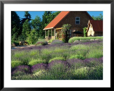 Lavender Field And Gift Shop, Sequim, Washington, Usa by Jamie & Judy Wild Pricing Limited Edition Print image