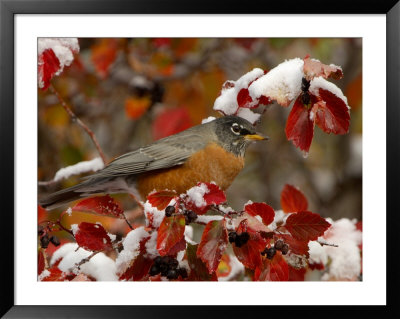 Male American Robin In Black Hawthorn, Grand Teton National Park, Wyoming, Usa by Rolf Nussbaumer Pricing Limited Edition Print image