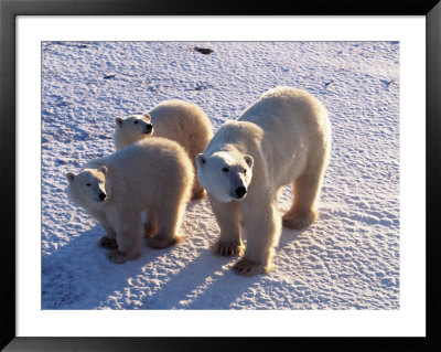 Polar Bear Mother & Cubs, Thalarctos Maritimus by Robert Franz Pricing Limited Edition Print image