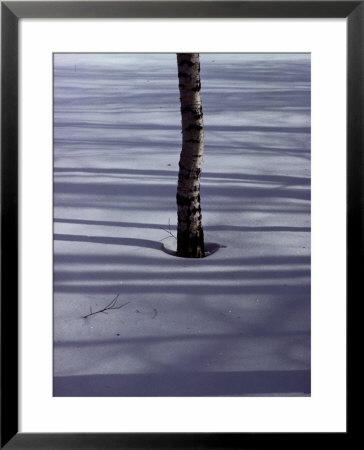 Birch Tree Buried In The Snow by Sam Abell Pricing Limited Edition Print image