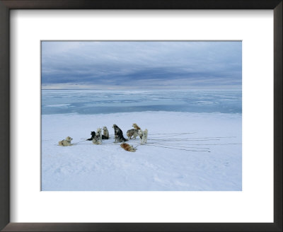 Dogsled Dogs At Rest by Norbert Rosing Pricing Limited Edition Print image