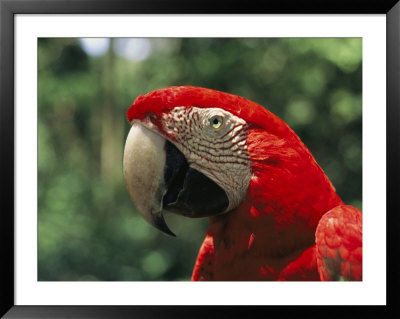 A Portrait Of A Scarlet Macaw In Venezuela by Ed George Pricing Limited Edition Print image