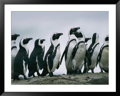 A Group Of Jackass Penguins Stands Upright On A Rock by Chris Johns Pricing Limited Edition Print image