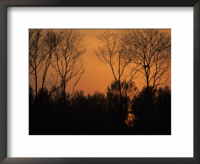 Sunset Through Trees, By Bohai Sea, Qinhuangdao, Hebei Province by Raymond Gehman Pricing Limited Edition Print image