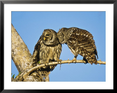 Barred Owl, Pair Bonding, Florida, Usa by Stan Osolinski Pricing Limited Edition Print image