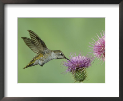 Female Anna's Hummingbird At Thistle, Paradise, Chiricahua Mountains, Arizona, Usa by Rolf Nussbaumer Pricing Limited Edition Print image