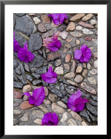 Fallen Bougainvillea Petals On Cobblestones, San Miguel De Allende, Mexico by Nancy Rotenberg Pricing Limited Edition Print image