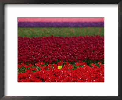 Tulips In Keukenhof Gardens, Amsterdam, Netherlands by Keren Su Pricing Limited Edition Print image