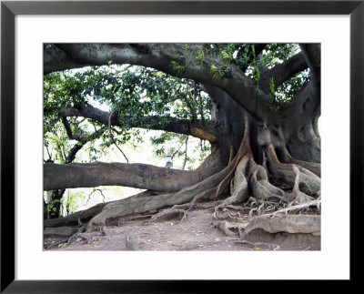 Tree With Roots And Graffiti In Park On Plaza Alverar Square, Buenos Aires, Argentina by Per Karlsson Pricing Limited Edition Print image