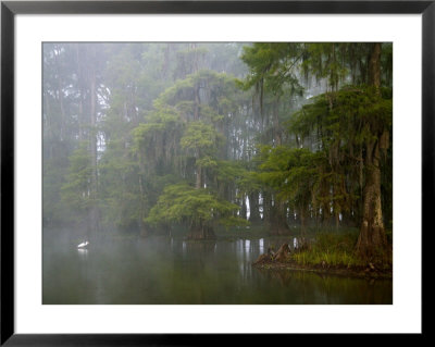 Great Egret Reflected In Foggy Cypress Swamp, Lake Martin, Louisiana, Usa by Arthur Morris Pricing Limited Edition Print image
