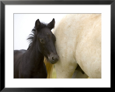 Detail Of White Camargue Mother Horse And Black Colt, Provence Region, France by Jim Zuckerman Pricing Limited Edition Print image