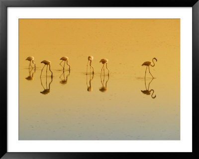 Lesser Flamingos On The Lake, Udaipur, Rajasthan, India by Keren Su Pricing Limited Edition Print image