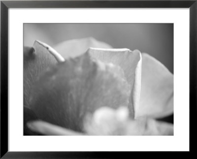 Petal Closeup Ii by Nicole Katano Pricing Limited Edition Print image