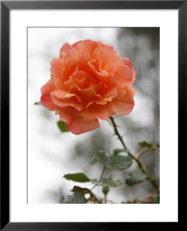 Peach Rose by Nicole Katano Pricing Limited Edition Print image
