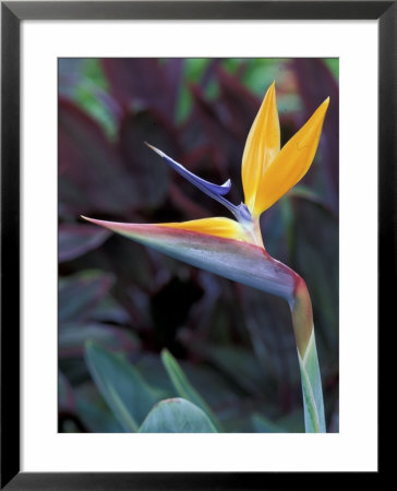 Bird Of Paradise, Hawaii, Usa by John & Lisa Merrill Pricing Limited Edition Print image