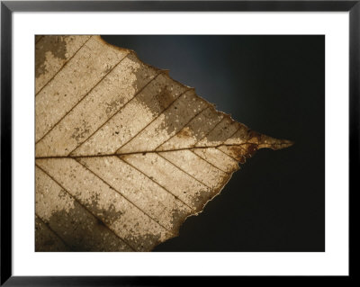 A Close View Of A Leaf In Autumn Colors by Roy Gumpel Pricing Limited Edition Print image