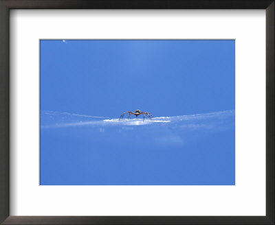 A Spider Perched On Its Web by John Dunn Pricing Limited Edition Print image