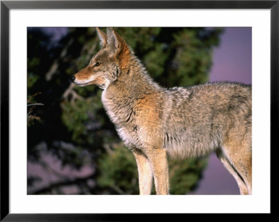 Coyote (Canis Iatrans), Grand Canyon National Park, Usa by Mark Newman Pricing Limited Edition Print image