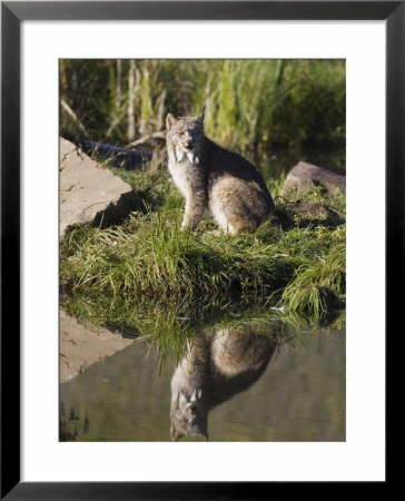 Lynx Reflected Sitting At Waters Edge, In Captivity, Minnesota Wildlife Connection, Minnesota, Usa by James Hager Pricing Limited Edition Print image