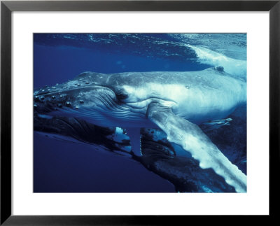 Humpback Whale With Calf by Amos Nachoum Pricing Limited Edition Print image