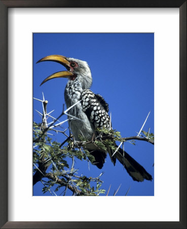Yellow Billed Hornbill (Tockus Flavirostris), Etosha National Park, Namibia, Africa by Thorsten Milse Pricing Limited Edition Print image