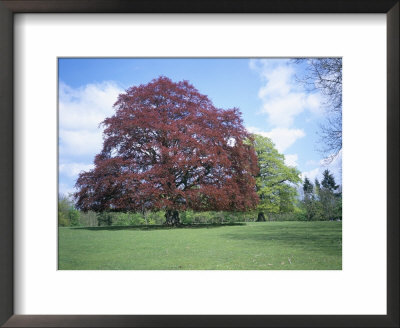 Copper Beech Tree, Croft Castle, Herefordshire, England, United Kingdom by David Hunter Pricing Limited Edition Print image
