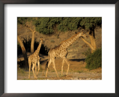 Giraffe Family, (Giraffa Camelopardalis), Kaokoveld, Namibia, Africa by Thorsten Milse Pricing Limited Edition Print image